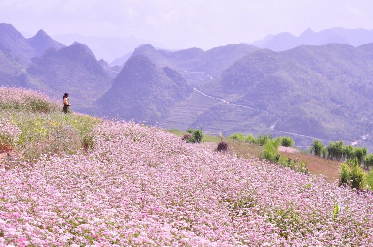 Tháng 10 là thời điểm những cánh đồng hoa tam giác mạch ở Hà Giang nở rộ