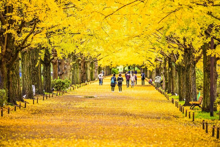 Mùa lá đỏ Momiji được xem là điểm nhấn nổi bật giúp thu hút lượng lớn khách quốc tế đến với xứ sở hoa anh đào
