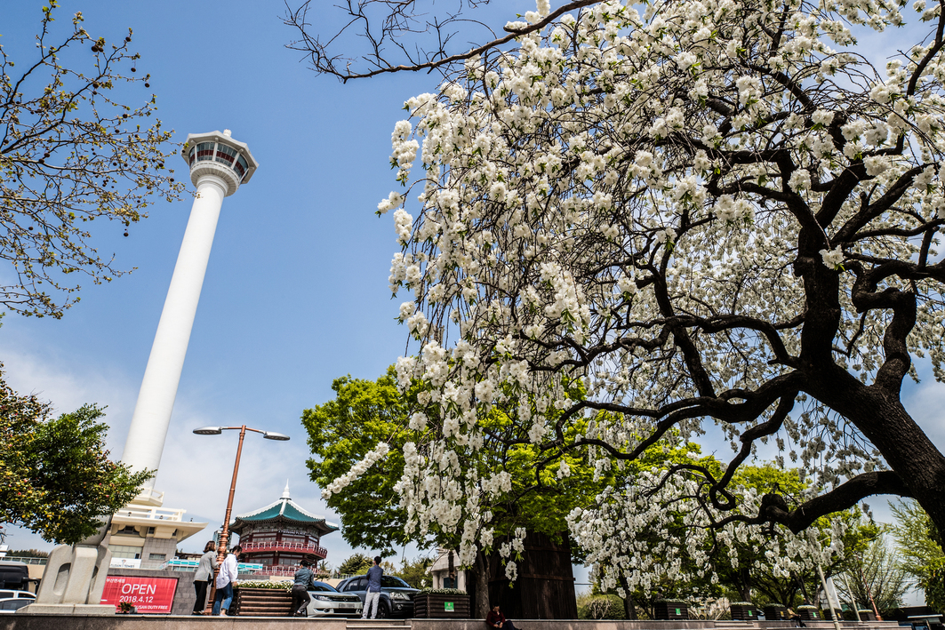 Tháp truyền hình Busan nổi tiếng có vị trí nằm tại trung tâm công viên Yongdusan. 