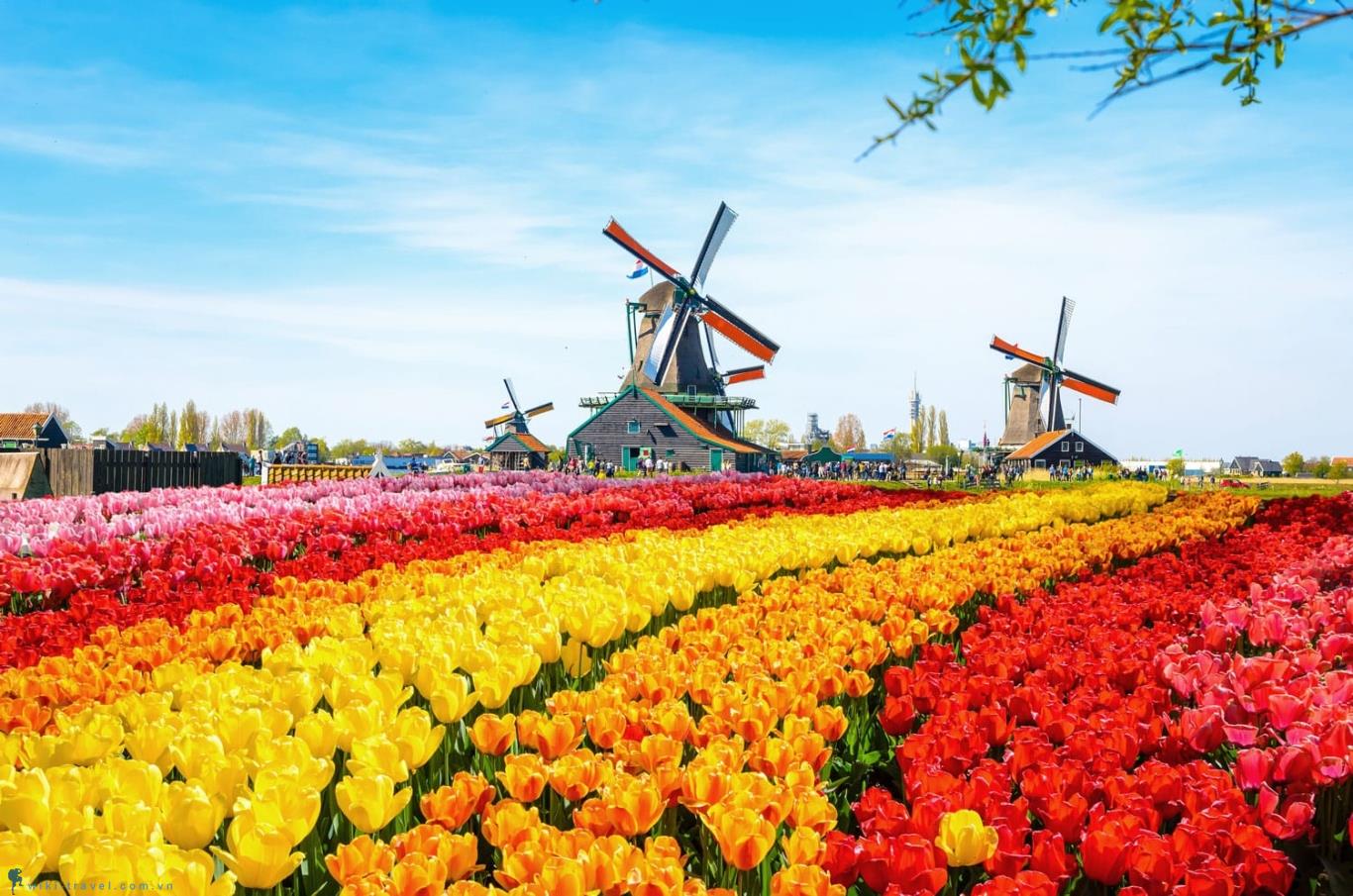 Hà Lan được mệnh danh là xứ sở muôn hoa, nổi tiếng với những cánh đồng hoa tulip rực rỡ sắc màu