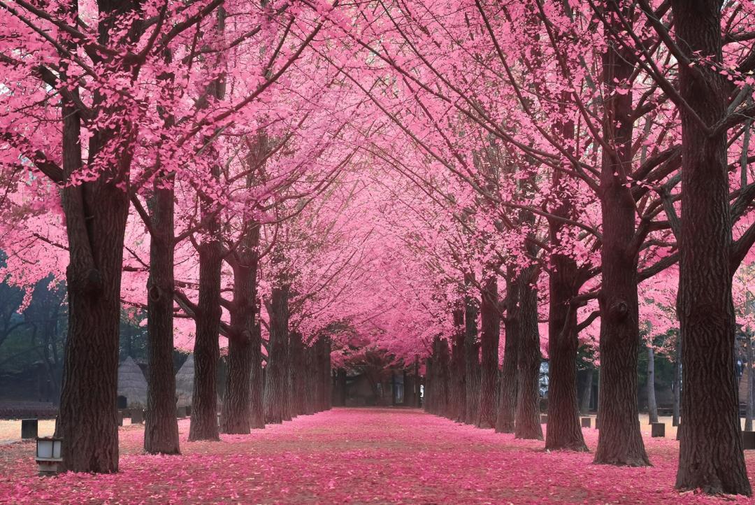 Thời gian diễn ra lễ hội Hanami là thời điểm hoa anh đào nở rộ khoe sắc hồng khắp các con phố