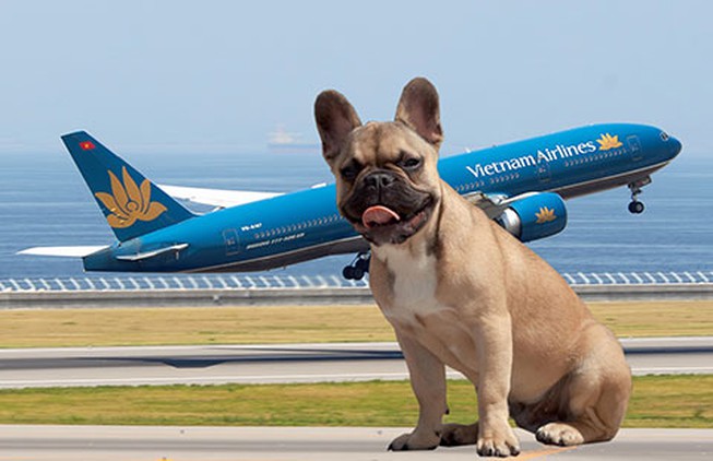 Vietnam Airlines chấp nhận vận chuyển thú cưng bằng máy bay khi tuân thủ đúng quy định