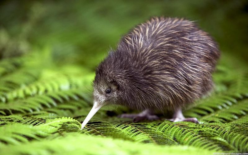 New Zealand được mệnh danh là xứ sở của loài chim Kiwi