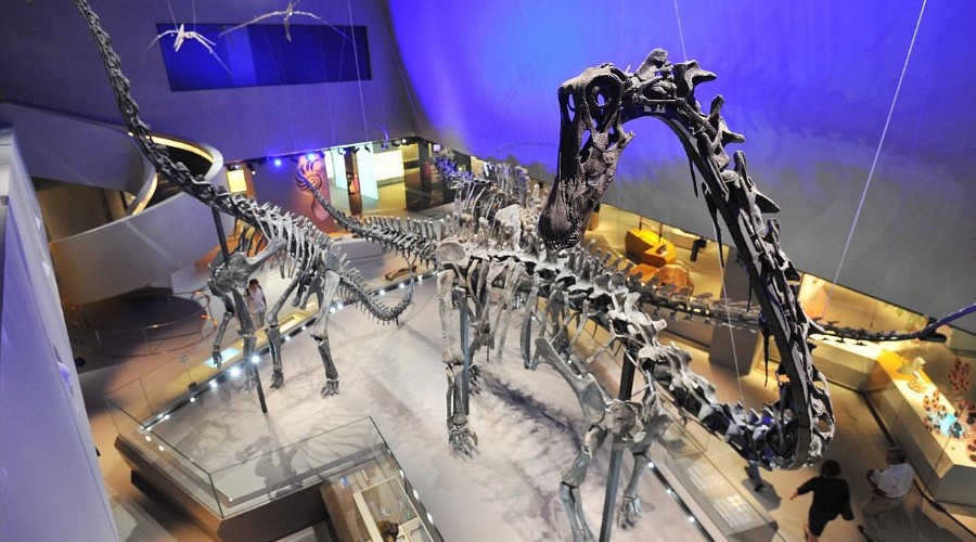Bảo tàng Lee Kong Chian sở hữu hơn 1 triệu mẫu vật tự nhiên