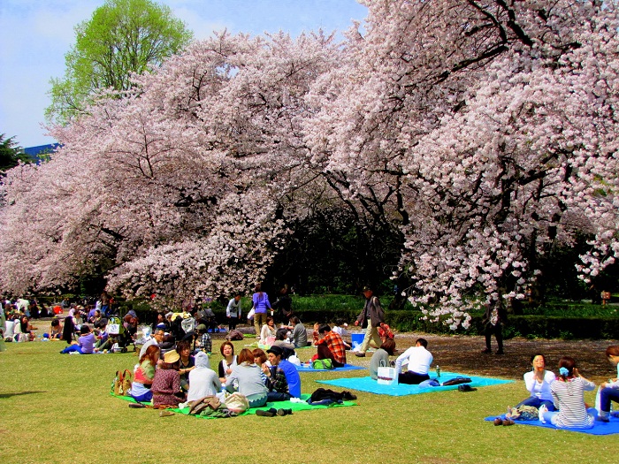 Công viên Maruyama sở hữu đến 680 gốc hoa