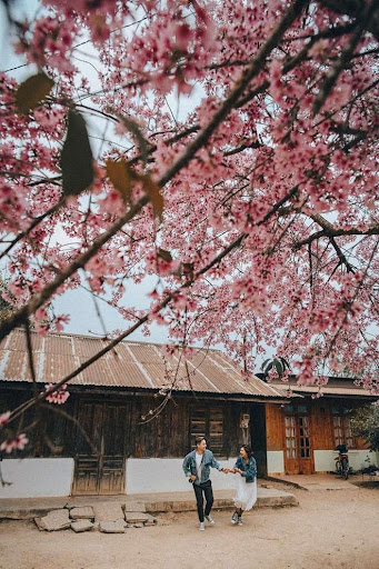 Tháng 3 ở Đà Lạt là thời điểm hoa mai anh đào nở rộ trên khắp mọi nẻo đường