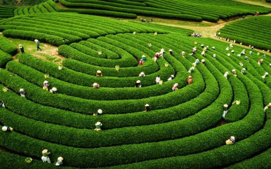 Du lịch Mộc Châu tháng 6 được nhiều du khách thích thú