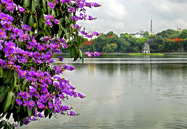 Hà Nội tháng 5 rực rỡ với hoa phượng tím