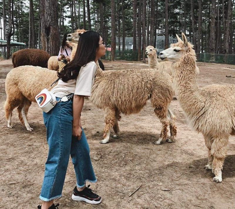 Vườn thú Zoodoo được biết đến là điểm du lịch Đà Lạt tuyệt vời dành cho những cặp đôi yêu động vật