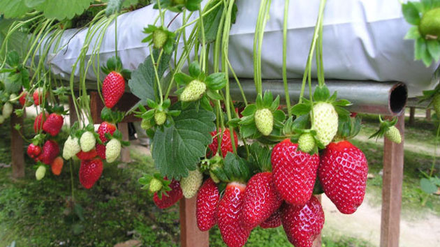 Dâu tây Đà Lạt là món quà đặc sản hấp dẫn với mọi du khách