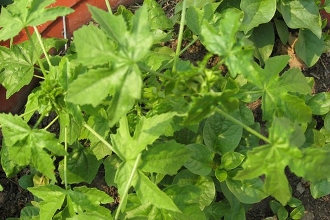 Rau soong là loại rau đặng trưng để nấu canh ám