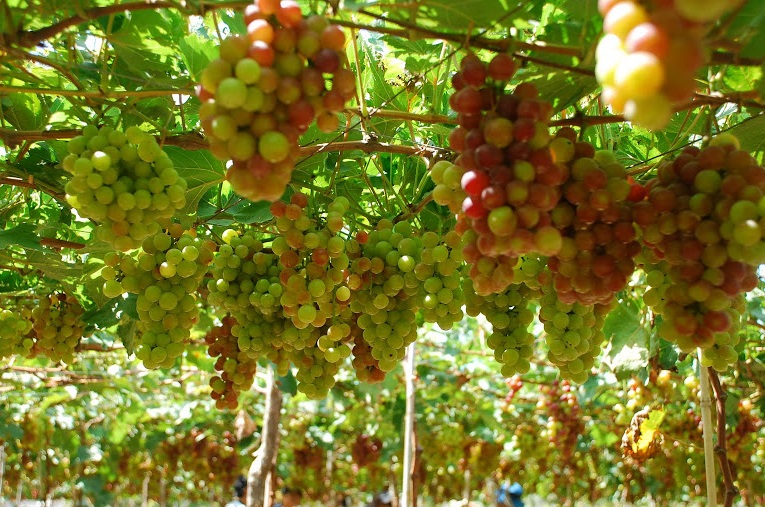 Ninh Thuận nổi tiếng với những vườn nho sai trĩu quả