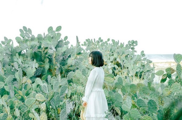 Cánh đồng xương rồng ở Đà Nẵng đẹp tựa như phim là điểm đến thú vị 