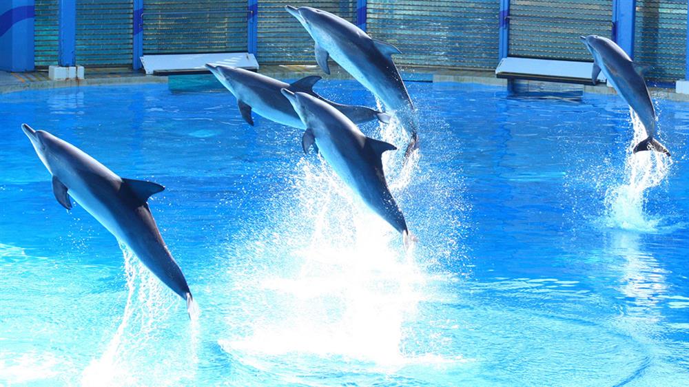 Công viên Ocean Park là một điểm vui chơi giải trí cực hấp dẫn giúp giải tỏa căng thẳng cực hiệu quả