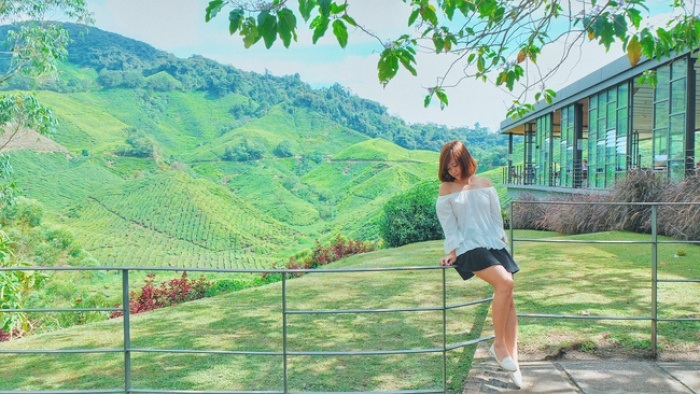 Cao nguyên Cameron sở hữu những cánh rừng nguyên sinh tuyệt đẹp