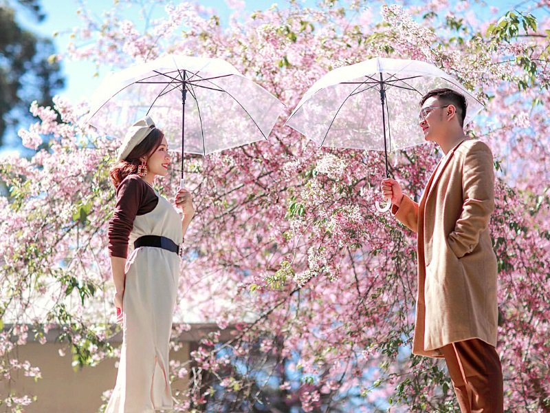 Hoa mai anh đào nở rộ vào mùa xuân, đẹp nhất là từ tháng 2 đến tháng 3