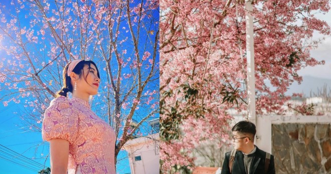 Đường Trần Hưng Đạo là con đường nổi tiếng được nhiều giới trẻ tìm đến chụp hình cùng hoa mai anh đào