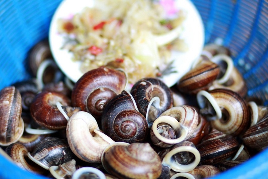 Ốc xu núi Bà rất giàu chất dinh dưỡng tốt cho sức khỏe