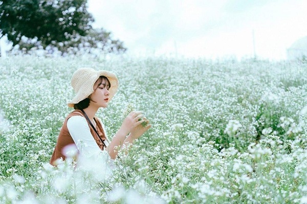 Hoa cải nở rộ ở Mộc Châu vào tháng 12