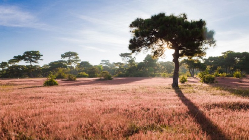 Cánh đồng hùng vĩ, hoang sơ của thiên nhiên Pleiku