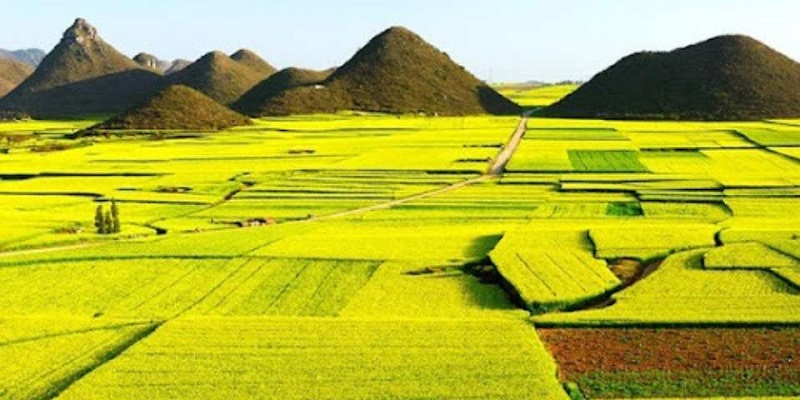 Bức tranh mùa lúa chín xanh mát